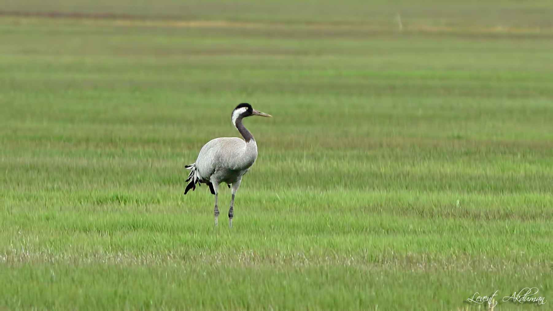 Common Crane